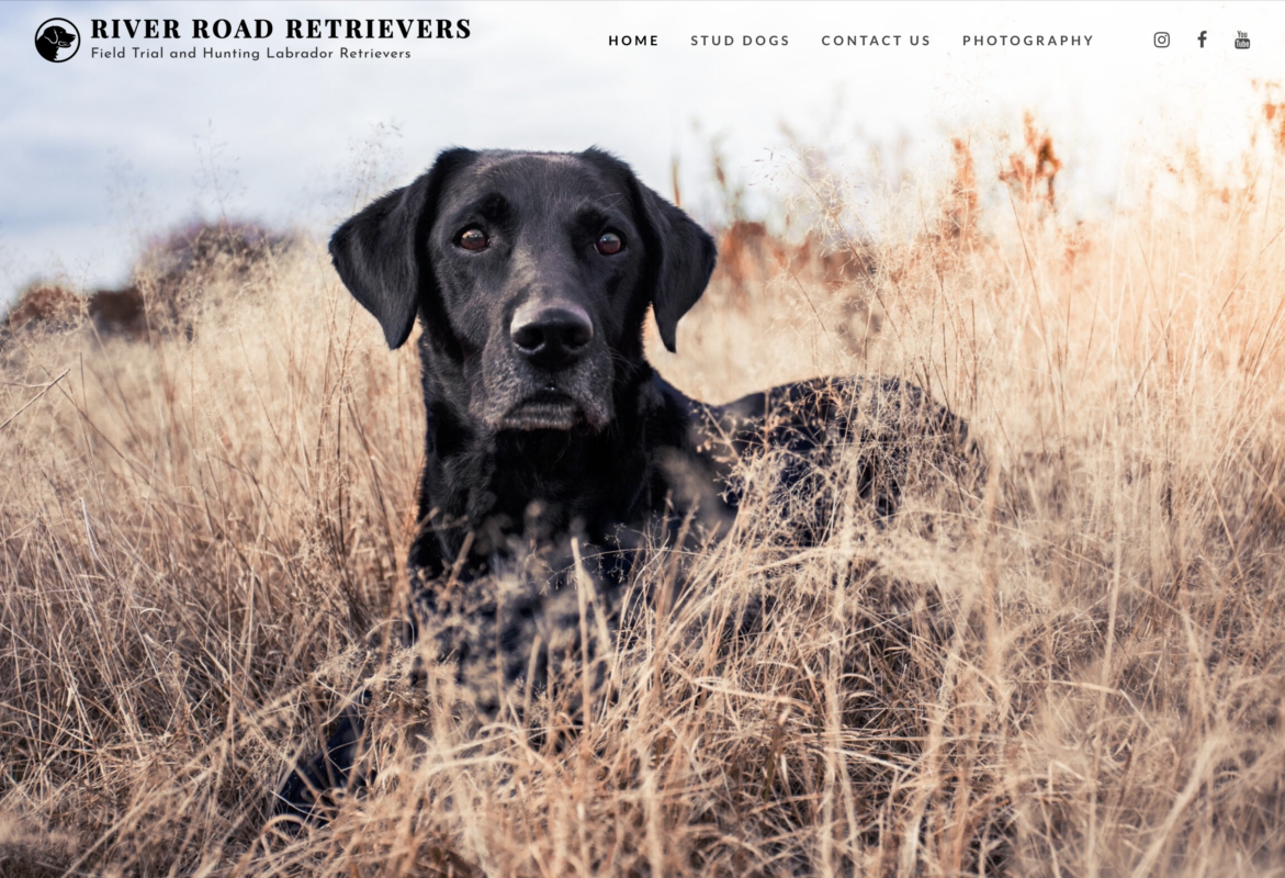 field trial and hunt test retrievers